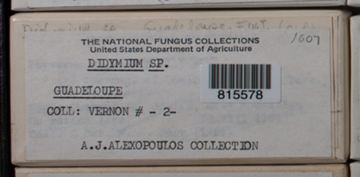 Didymium image